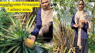 7 കിലോ ഭാരമുള്ള മുള്ളില്ലാത്ത Pineapple കായ്ച്ചു, തൈകൾ വാങ്ങാം