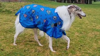 Arlo the Borzoi dog || The pony coat saga..FINAL CHAPTER? Giant dog wears a pony size raincoat..