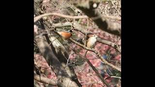 【危機一髪】捕食者に狙われる小鳥。モズとヤマガラ【野鳥撮影】