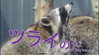 【アライさん専用】アライグマ専用捕獲器を開発！【あにまるきゃっち】