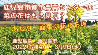 【あたり一面】鹿児島市都市農業センターの菜の花はもう見頃？【菜の花だらけ】　鹿児島県　鹿児島市　2022（令和4）年　3月9日（水）