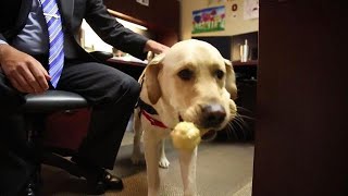 Meet Nanook, a dog that helps people testify