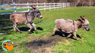 Two Donkeys Keep Everyone At Sanctuary On Their Toes | Cuddle Buddies