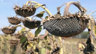 Sunflower Harvesting Machine - How to harvest and processing sunflower seeds