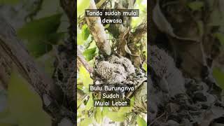 CEK SARANG BURUNG PART 4 ‼️BULU BURUNGNYA MULAI PEBAT #viral #fyp #burung