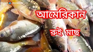 বাজারে এসেছে চমৎকার সাইজের আমেরিকান রুই | সুন্দর সাইজের আমেরিকান রুই|American Rui Fish in Market