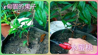 挑戰庭院袋植「水蜜桃」明年開花結果002~進行第一次修剪！2022年7月16日