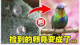 野外捡回来一颗奇怪的卵，竟然孵化出了蜂鸟鹰蛾？| 小阳的昆虫世界