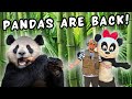 PANDAS at the San Diego Zoo - ULTIMATE GUIDE & TIPS to Saving Time & Seeing the Pandas