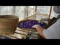 Archipelago Store - Exploring the Process of Butterfly Pea Flower Tea