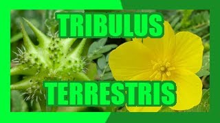 ABROJO (TRIBULUS TERRESTRIS) 🏵️ - BENEFICIOS, PROPIEDADES Y REMEDIOS MEDICINALES NATURALES.