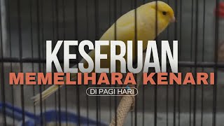 Keseruan Memelihara Burung Kenari di Pagi Hari