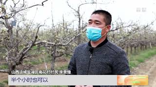 [中国三农报道]山西运城：果树装上报警器 气温变化早发现|农业致富经 Agriculture And Farming