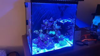 Heliofungia Coral in my tank! Coral update Saltwater Reef tank!