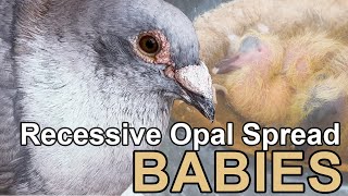 Homing Pigeon Recessive Opal Spread Babies I Breeding Update I Pigeon World