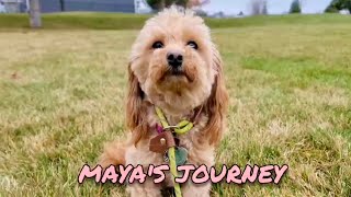 Maya has graduated from the Board & Train program!
