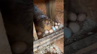 Broody Easter Egger hatching chicks