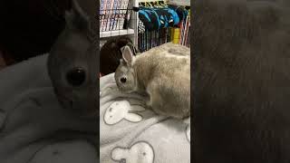 背中から下車するうさぎ#うさぎ #bunny