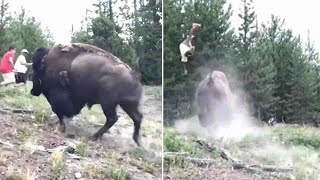 Bison tosses 9-year-old girl into the air as animal charges Yellowstone tourists | ABC7