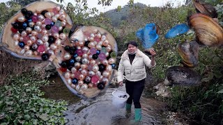 小さな隠れた水たまりで貝殻をキャッチ、黒真珠は完璧です