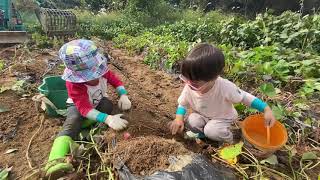 신나는 고구마캐기 포크레인 같이