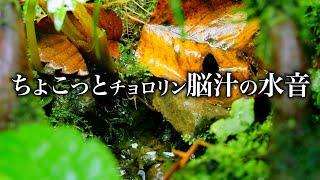 眠りの脳汁湧き出る雫の水音-川の始まり-眠り-癒し-集中