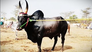 black Lion🦁||kangeyam jallikattu kaalai||kangeyam kaari kalai|manjuvirattu kalai