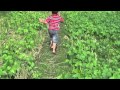 Budidaya kacang hijau di sawah setelah panen padi