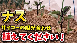 ナスの隣に植え付けたら失敗する野菜！相性の良い野菜の紹介します！