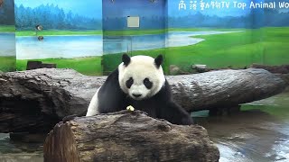 圓仔姐姐吃點心的表情好可愛-熊貓貓熊The Giant Panda Yuan Yuan and Yuan Bao-台北市立動物園