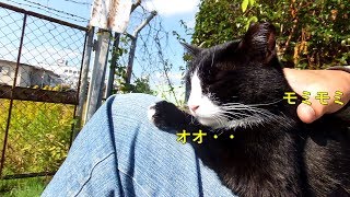 【ワレニャン】膝に乗ってきた猫さんに肩もみしてあげました