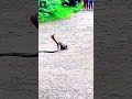 Snake vs Animal - Credits: Unknown 🎥