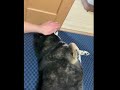 柴犬大河の ノンキな一日