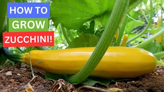 How to Grow Zucchini