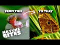 Experience the Amazing Butterfly Life Cycle Love, Adventure, and Transformation! | Nature Bites