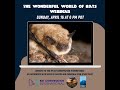 The Wonderful World of Bats