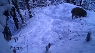 გარეული ღორები თოვლში | Borjomi-Kharagauli National Park