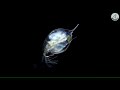 물벼룩 다프니아 의 종류 shape of daphnia species