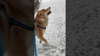 雪にテンション上がる柴犬 #しばいぬ #犬のいる暮らし #いぬのきもち