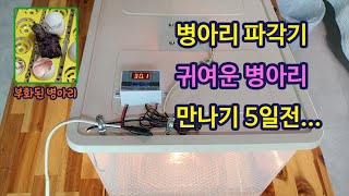 귀여운 병아리 만나기 위한 마지막 작업.  Chick hatching