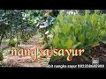 Jual bibit nangka sayur 082328685999