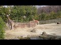 2015 石川動物園のキリン