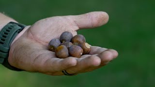 Vanderbilt acorns to become forests of the future