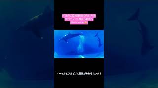 【豆知識】イルカのことどれぐらい知ってる？#shorts #dolphin #diving #underwater #movie #潜水屋tida