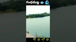 Gandhamalla cheruvu in Yadadri Bhuvanagiri 😯😯#Shorts#youtubeshorts #ytshorts