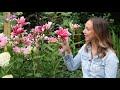 Varying Lily Types for Continuous Cut Flowers 🌸😍//   Northlawn Flower Farm