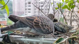 金背鳩7 20230329 鳥齡8天。傍晚母鳥回巢餵食，其中一隻幼鳥張嘴啄母鳥，是歡迎還是防禦？