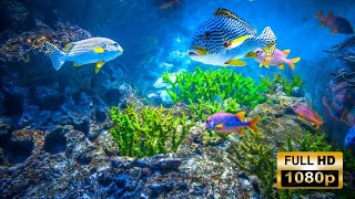 The Ocean - Sea Animals for Relaxation, Beautiful Coral Reef Fish
