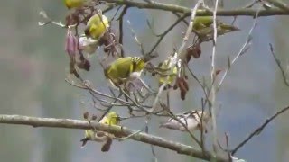 Carduelis spinus -Eurasian siskin - čížek lesní