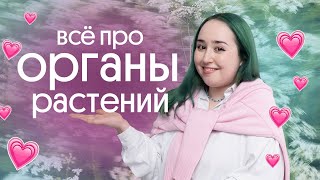 🌵ВСЁ ПРО ОГРАНЫ РАСТЕНИЙ🌵